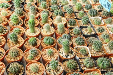 Güzel küçük tencerede kaktüs