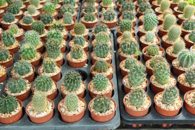 Güzel küçük tencerede kaktüs