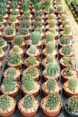 Güzel küçük tencerede kaktüs