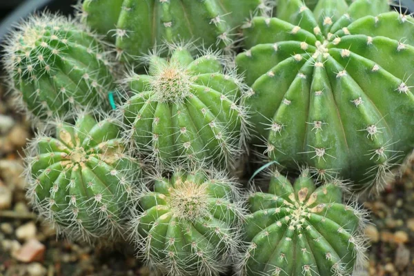 Mooie kleine de cactus in de pot — Stockfoto