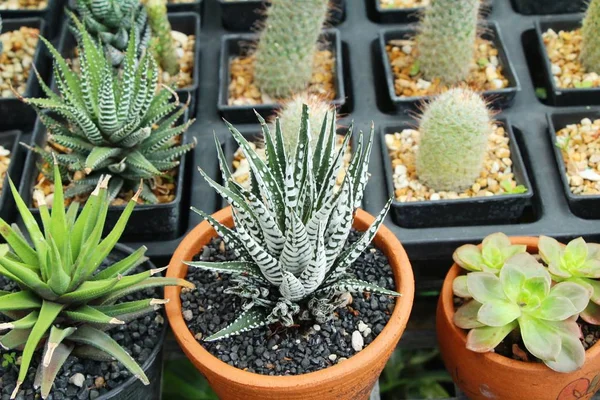 Güzel küçük tencerede kaktüs