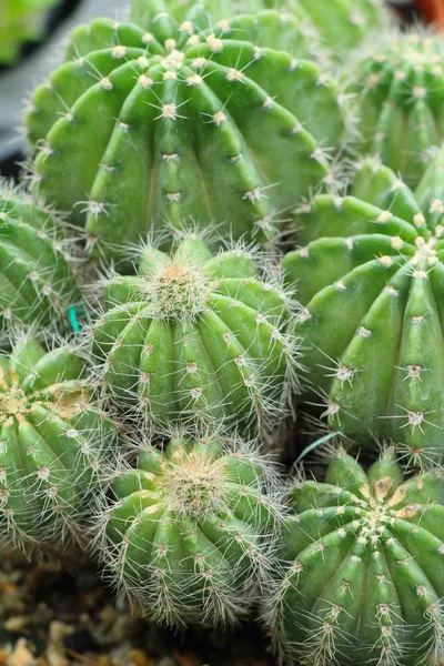 Belle petite le cactus dans le pot — Photo