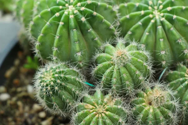 Belle petite le cactus dans le pot — Photo
