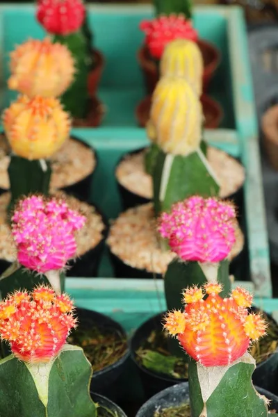 Beautiful small the cactus in the pot — Stock Photo, Image