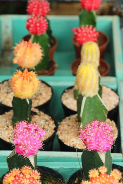 Piękne małe Kaktus w doniczce — Zdjęcie stockowe