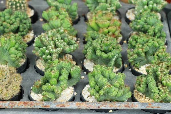 Güzel küçük tencerede kaktüs