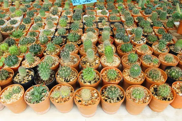 Güzel küçük tencerede kaktüs