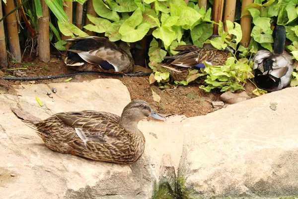 Pato estão à beira da piscina com a natureza . — Fotografia de Stock