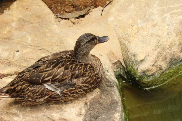 鸭是与自然在池边. — 图库照片