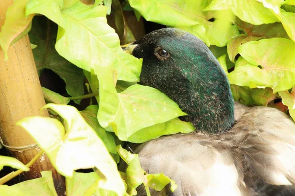 Doğa ile havuz ördek vardır. — Stok fotoğraf