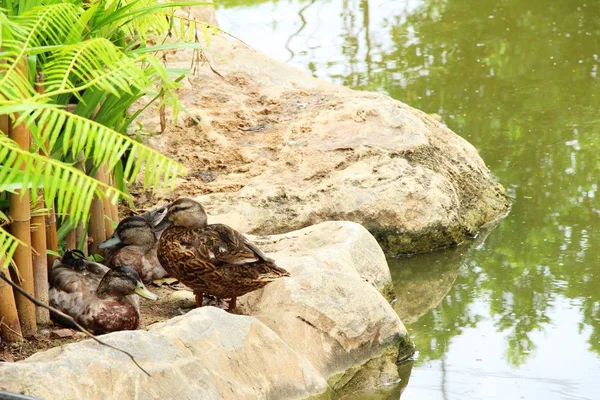 Pato estão à beira da piscina com a natureza . — Fotografia de Stock