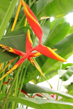 Cennet kuşu çiçeği doğada