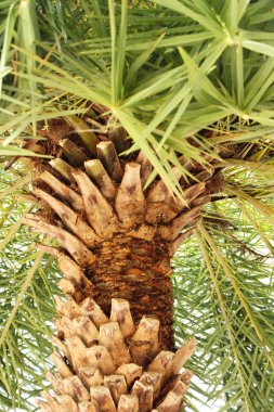 Ağaç doğa üzerinde palmiye