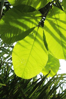 Yeşil yaprak doğa ile bahçesinde