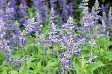 Mor Ada çayı çiçekler güzel Bahçe