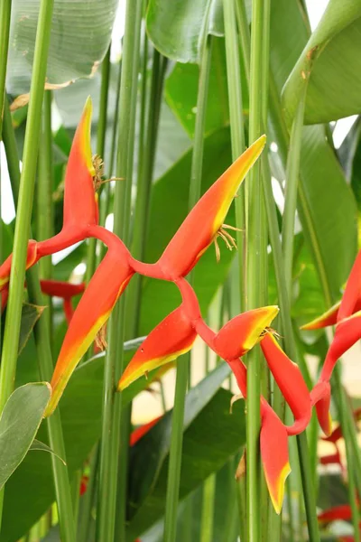 Bird of paradise flower in the nature — Stock Photo, Image