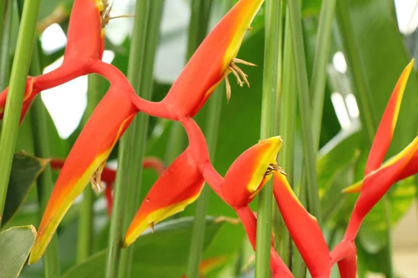 Oiseau de paradis fleur dans la nature — Photo