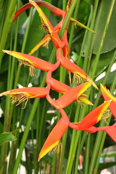 Cennet kuşu çiçeği doğada — Stok fotoğraf