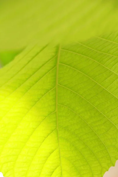 Groene blad in de tuin met de natuur — Stockfoto