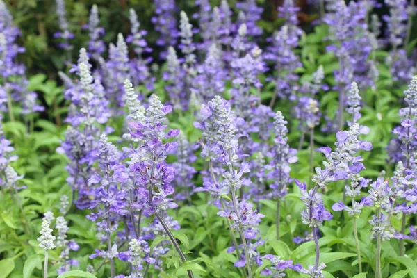 Mor Ada çayı çiçekler güzel Bahçe