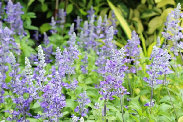 Flores de salvia roxas em belo no jardim — Fotografia de Stock