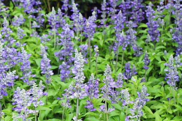 Purple salvia flowers at beautiful in garden — Stock Photo, Image