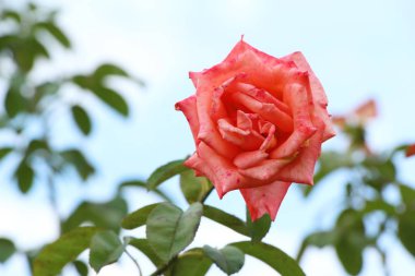 Güzel güller bahçede çiçek açan