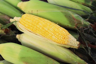 Belgili tanımlık çarşı içinde yemek pişirmek için taze Mısır