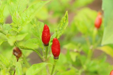 Ağaç üzerinde kırmızı biber