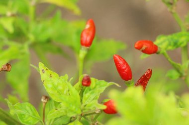 Ağaç üzerinde kırmızı biber