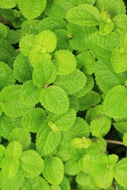 Biber nane yaprakları doğa ile bahçesinde