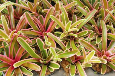 Bromeliad Çiçek bahçesinde bulunan doğa