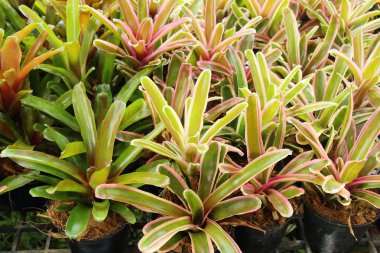 Bromeliad Çiçek bahçesinde bulunan doğa