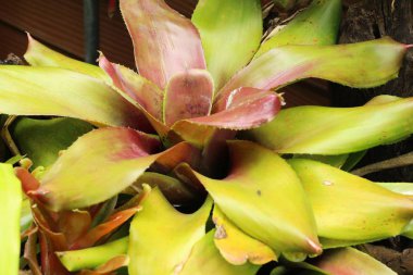 Bromeliad Çiçek bahçesinde bulunan doğa