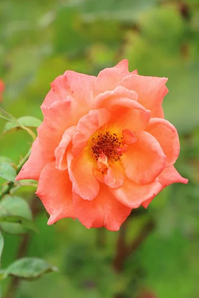 सुंदर गुलाब बगीचे में फूल रहा है — स्टॉक फ़ोटो, इमेज