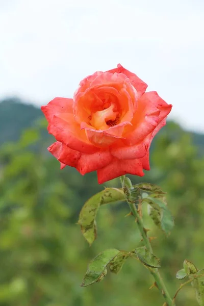 Schöne Rosen blühen im Garten — Stockfoto