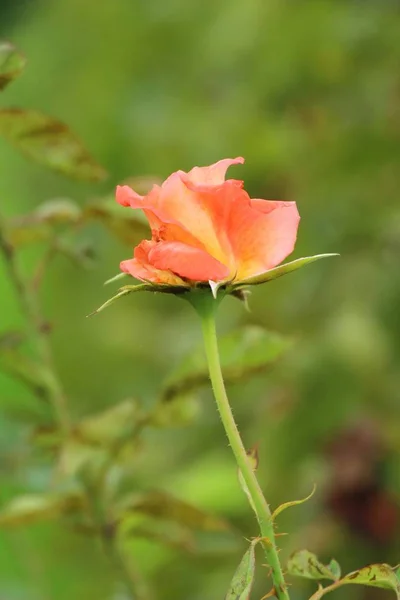Piękne róże jest w pełnym rozkwicie w ogrodzie — Zdjęcie stockowe