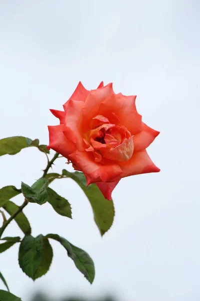 Hermosas rosas florecen en el jardín —  Fotos de Stock