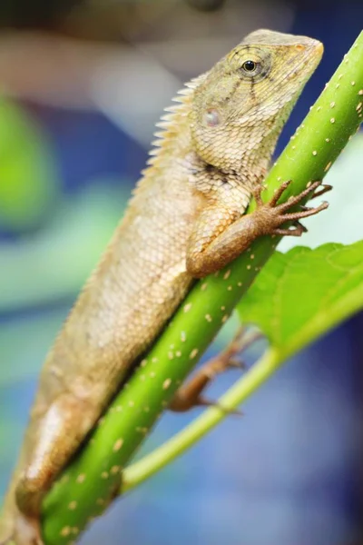 Chameleon on a tree with the nature — Stock Photo, Image