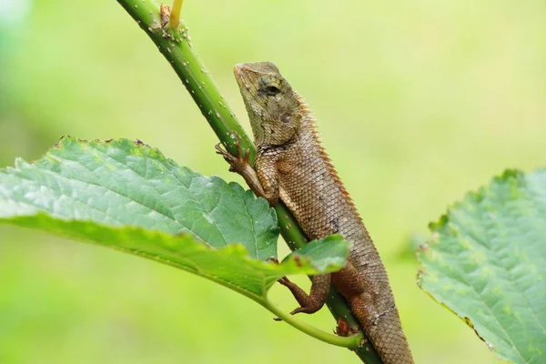 Bukalemun bir ağaç doğa ile üzerinde — Stok fotoğraf