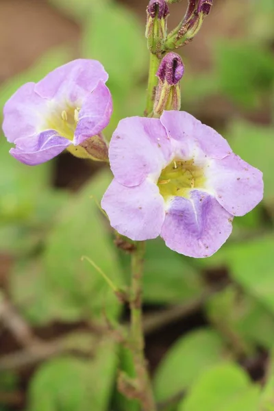 Fiore viola è bellezza in giardino — Foto Stock