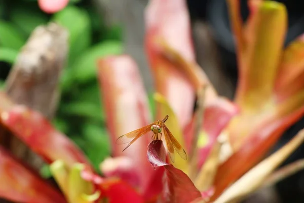 Bromeliad flower in the garden with nature — Stock Photo, Image