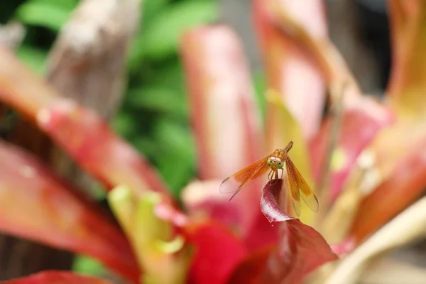 Bromeliade fiore in giardino con la natura — Foto Stock