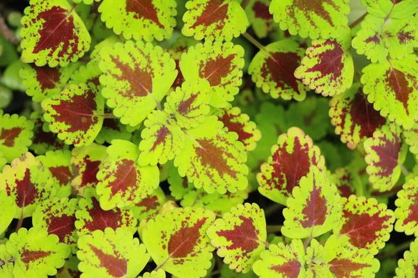 Grünes Blatt im Garten mit der Natur — Stockfoto