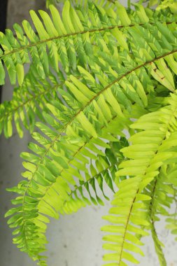 Bahçesinde bulunan doğa eğreltiotu