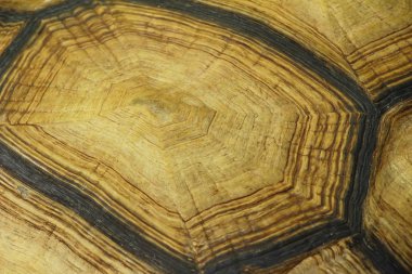 Kaplumbağalar arka plan ve doku