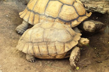 Kaplumbağalar kaç hayvanat bahçesi içinde