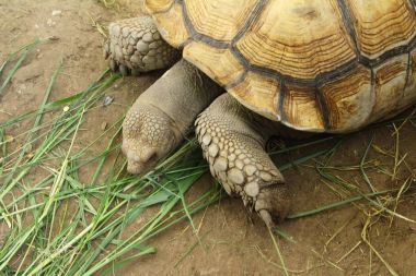Hayvanat bahçesinde sürünerek kaplumbağalar