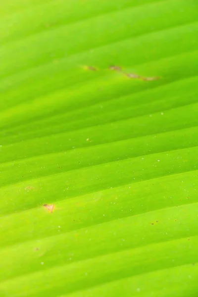 Green leaf background is beauty in nature — Stock Photo, Image