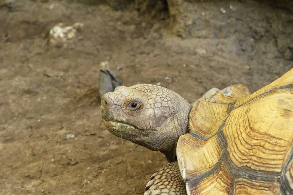 Tartarugas rastejando no zoológico — Fotografia de Stock